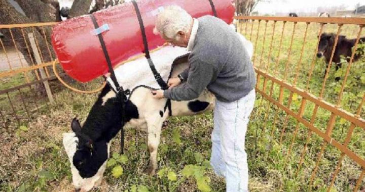 Los ganaderos vascos tendrán que recoger los pedos de las vacas según se acordó en la cumbre del clima