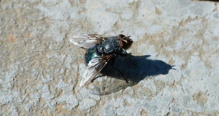 Descubren en Bilbao una mosca cojonera con los testículos de 5 cm
